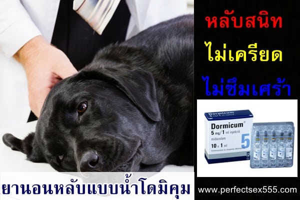 ยานอนหลับสุนัขของแท้